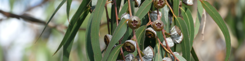Eucalyptus globulus nuts and leaves