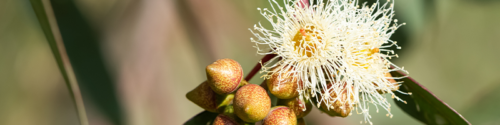 Eucalyptus kochii nuts and seeds