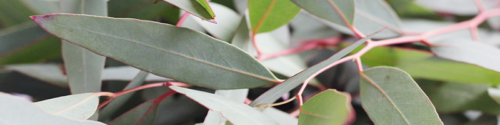 Eucalyptus polybractea leaves