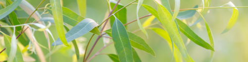 Eucalyptus radiata leaves