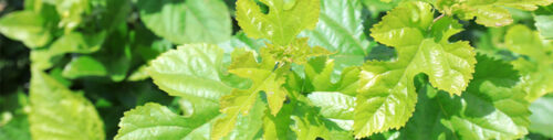 Mulberry leaves, used in doTERRA's MetaPWR Assist