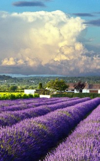 Lavender farm with cloudy sky