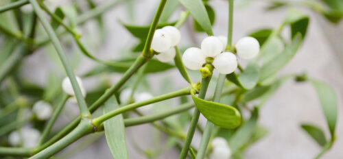 Mistletoe branches and berries