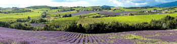 Rolling lavender fields